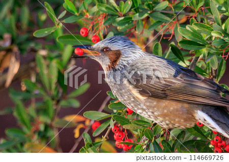 Bulbul,一種稀有鳥類,在日本很熟悉,但在國外卻很活潑而引人注目 Bulbul,一種稀有鳥類,在日本很熟悉,但在國外卻很活潑而引人注目 114669726