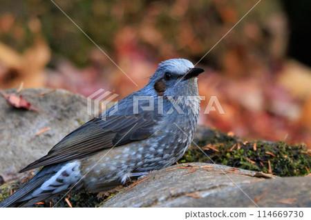 Bulbul, a rare bird that is familiar in Japan but overseas to be lively and conspicuous 114669730