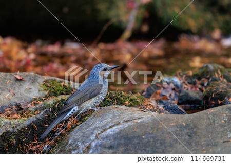 Bulbul,一種稀有鳥類,在日本很熟悉,但在國外卻很活潑而引人注目 Bulbul,一種稀有鳥類,在日本很熟悉,但在國外卻很活潑而引人注目 114669731