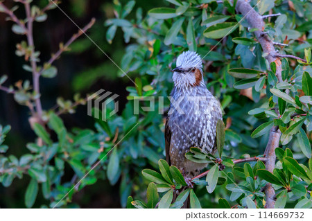 Bulbul，一種稀有鳥類，在日本很熟悉，但在國外卻很活潑而引人注目 114669732