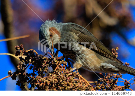 Bulbul，一種稀有鳥類，在日本很熟悉，但在國外卻很活潑而引人注目 114669743