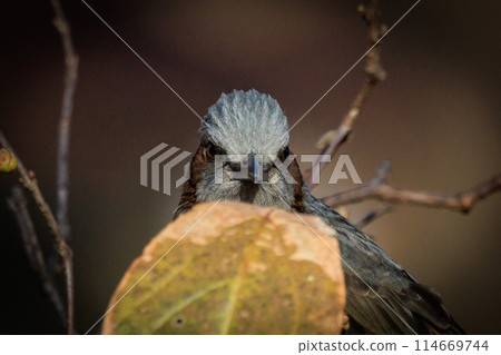 Bulbul,一種稀有鳥類,在日本很熟悉,但在國外卻很活潑而引人注目 Bulbul,一種稀有鳥類,在日本很熟悉,但在國外卻很活潑而引人注目 114669744