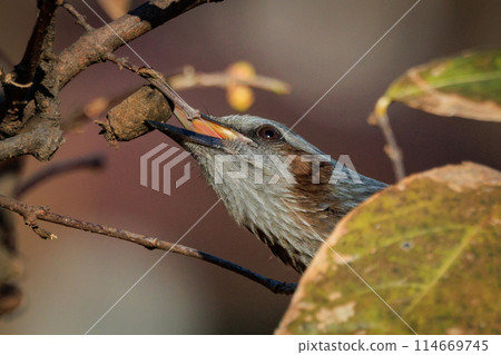 Bulbul,一種稀有鳥類,在日本很熟悉,但在國外卻很活潑而引人注目 Bulbul,一種稀有鳥類,在日本很熟悉,但在國外卻很活潑而引人注目 114669745
