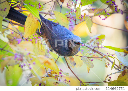 Bulbul，一種稀有鳥類，在日本很熟悉，但在國外卻很活潑而引人注目 114669751