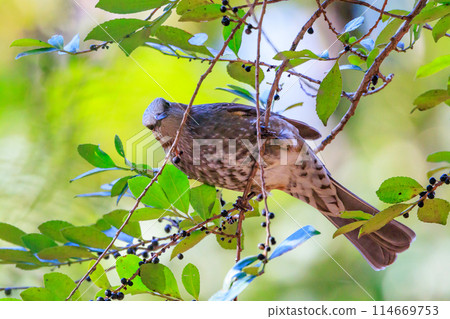 Bulbul,一種稀有鳥類,在日本很熟悉,但在國外卻很活潑而引人注目 Bulbul,一種稀有鳥類,在日本很熟悉,但在國外卻很活潑而引人注目 114669753