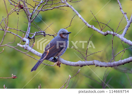 Bulbul,一種稀有鳥類,在日本很熟悉,但在國外卻很活潑而引人注目 Bulbul,一種稀有鳥類,在日本很熟悉,但在國外卻很活潑而引人注目 114669754