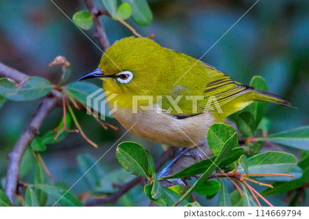 一種白眼鳥，有著美麗的綠色身體和白色的眼鏡，很容易被誤認為是鶯。 114669794