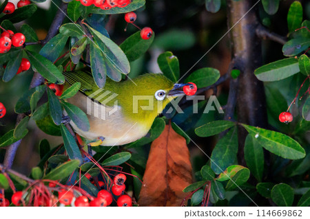 一種白眼鳥,有著美麗的綠色身體和白色的眼鏡,很容易被誤認為是鶯。 一種白眼鳥,有著美麗的綠色身體和白色的眼鏡,很容易被誤認為是鶯。 114669862