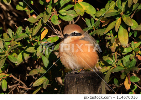 Shrike famous for Hayani 114670016