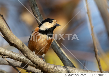 Varied tit, a dexterous bird that imitates singing and performs tricks Varied tit, a dexterous bird that imitates singing and performs tricks 114670056
