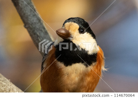 Varied tit, a dexterous bird that imitates singing and performs tricks 114670064