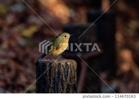 A popular winter bird, the young male Blue-and-White flycatcher, clad in sapphire and orange. A popular winter bird, the young male Blue-and-White flycatcher, clad in sapphire and orange. 114670163