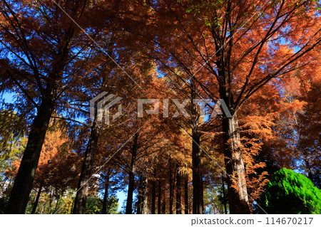 Autumn in the park colored like a brocade 114670217