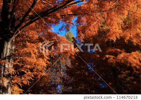 Autumn in the park colored like a brocade 114670218