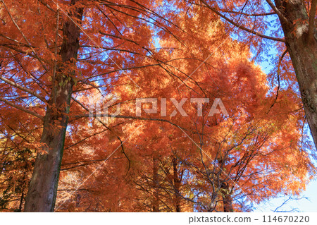 公園的秋色如織錦 114670220