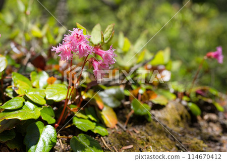 Iwagami的花 114670412