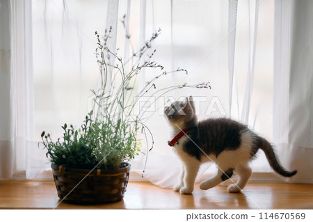 薰衣草和小貓 114670569