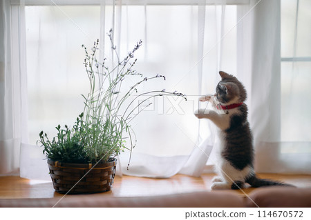薰衣草和小貓 114670572