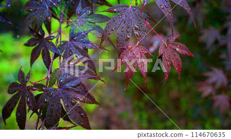 Maple leaves after rain Maple leaves after rain 114670635