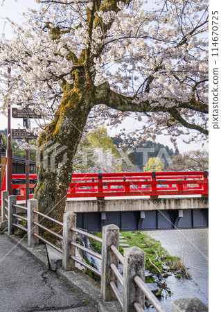 Hida Takayama with cherry blossoms in full bloom (2024) Hida Takayama with cherry blossoms in full bloom (2024) 114670725