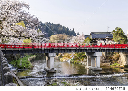 Morning scene of the Takayama Festival "Sanno Festival" with cherry blossoms in full bloom (2024) 114670726