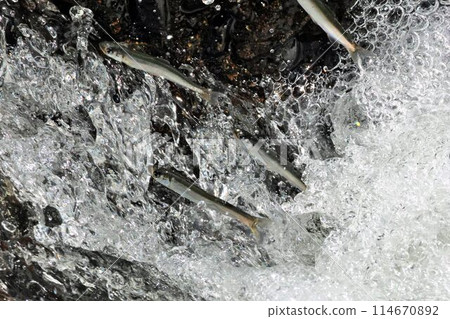 Young sweetfish swimming upstream 114670892
