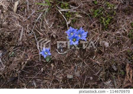 Fuderindou flower 114670970