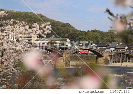 "Kintai Bridge and Cherry Blossoms" Iwakuni, Yamaguchi Prefecture Cherry Blossoms #JapanTourism Kintai Bridge 114671121