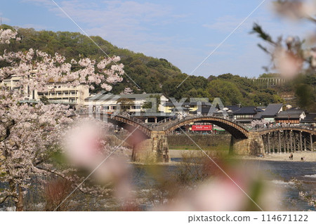"Kintai Bridge and Cherry Blossoms" Iwakuni, Yamaguchi Prefecture Cherry Blossoms #JapanTourism Kintai Bridge "Kintai Bridge and Cherry Blossoms" Iwakuni, Yamaguchi Prefecture Cherry Blossoms #JapanTourism Kintai Bridge 114671122