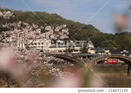 "Kintai Bridge and Cherry Blossoms" Iwakuni, Yamaguchi Prefecture Cherry Blossoms #JapanTourism Kintai Bridge 114671130