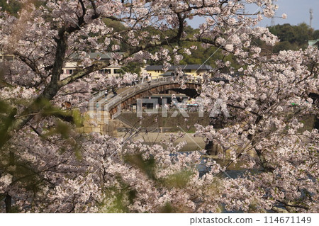 "Kintai Bridge and Cherry Blossoms" Iwakuni, Yamaguchi Prefecture Cherry Blossoms #JapanTourism Kintai Bridge "Kintai Bridge and Cherry Blossoms" Iwakuni, Yamaguchi Prefecture Cherry Blossoms #JapanTourism Kintai Bridge 114671149