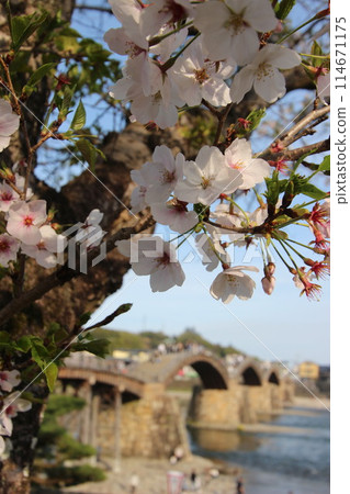 "Kintai Bridge and Cherry Blossoms" Iwakuni, Yamaguchi Prefecture Cherry Blossoms #JapanTourism Kintai Bridge 114671175