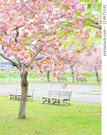 Spring in Hokkaido, Agricultural Experiment Park, Double Cherry Blossoms and Bench 114671242