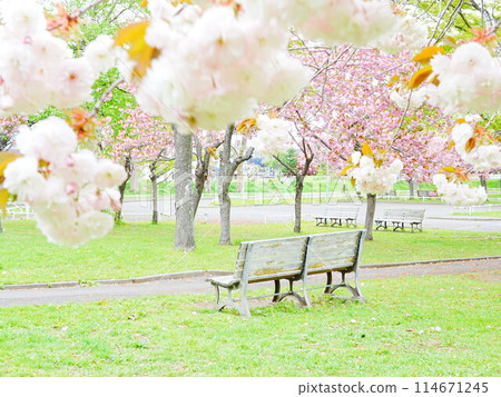 Spring in Hokkaido, Agricultural Experiment Park, Double Cherry Blossoms and Bench 114671245