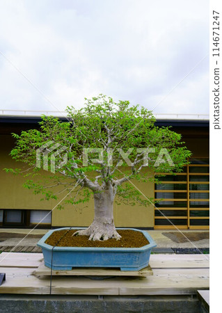 6726 Bonsai Zelkova 6726 Bonsai Zelkova 114671247