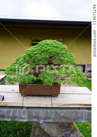6725 Bonsai Japanese white pine "Heian" 6725 Bonsai Japanese white pine "Heian" 114671248