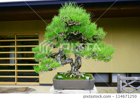 6723 黑松盆景“羽衣之舞” 114671250