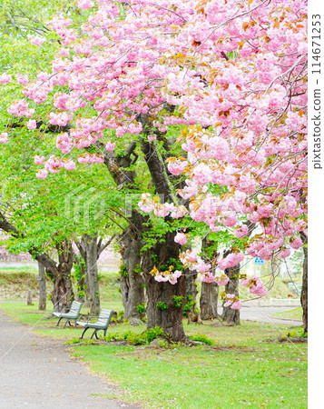 北海道農業實驗公園的春天重瓣櫻花和長凳 北海道農業實驗公園的春天重瓣櫻花和長凳 114671253