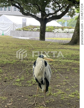 景觀與蒼鷺 114671334