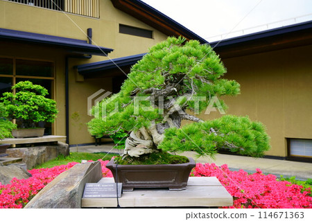 6730 Bonsai Goyomatsu "Uzushio" BONSAI 6730 Bonsai Goyomatsu "Uzushio" BONSAI 114671363
