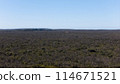 Bush Forest 114671521