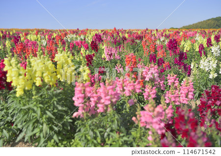 Goldfish flowers blooming in the blue sky 114671542