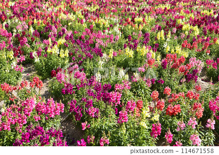 Colorful goldfish grass Colorful goldfish grass 114671558