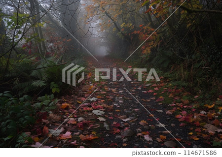 Misty Autumn Morning on a Forest Trail Misty Autumn Morning on a Forest Trail 114671586