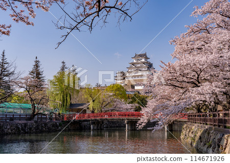兵庫縣姬路市姬路城、櫻花和紅橋 114671926