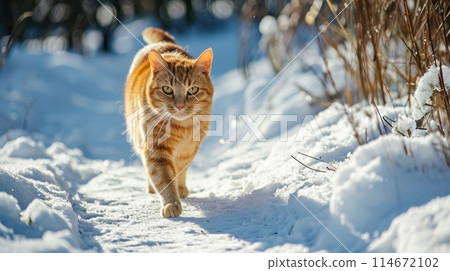 Ginger cat gracefully strolls through the snow on a sunny day, snowflakes gently falling, Ai Generated. 114672102