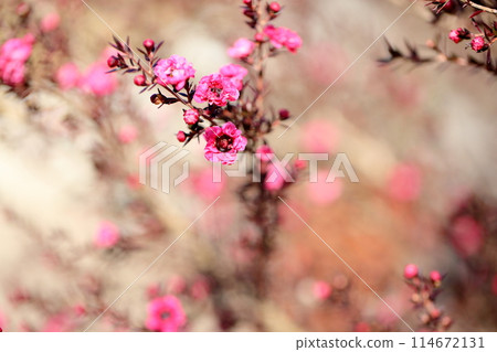 Manuka flower 114672131