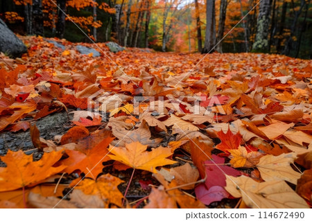 Carpet of Colorful Autumn Leaves in Forest 114672490