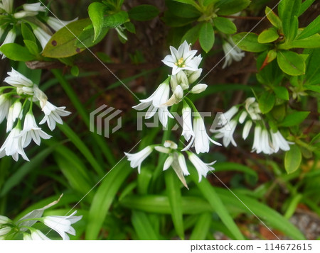 Allium · Toriketoram 114672615