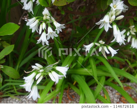 Allium · Toriketoram Allium · Toriketoram 114672618